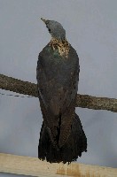 灰林鴿藏品圖，第4張